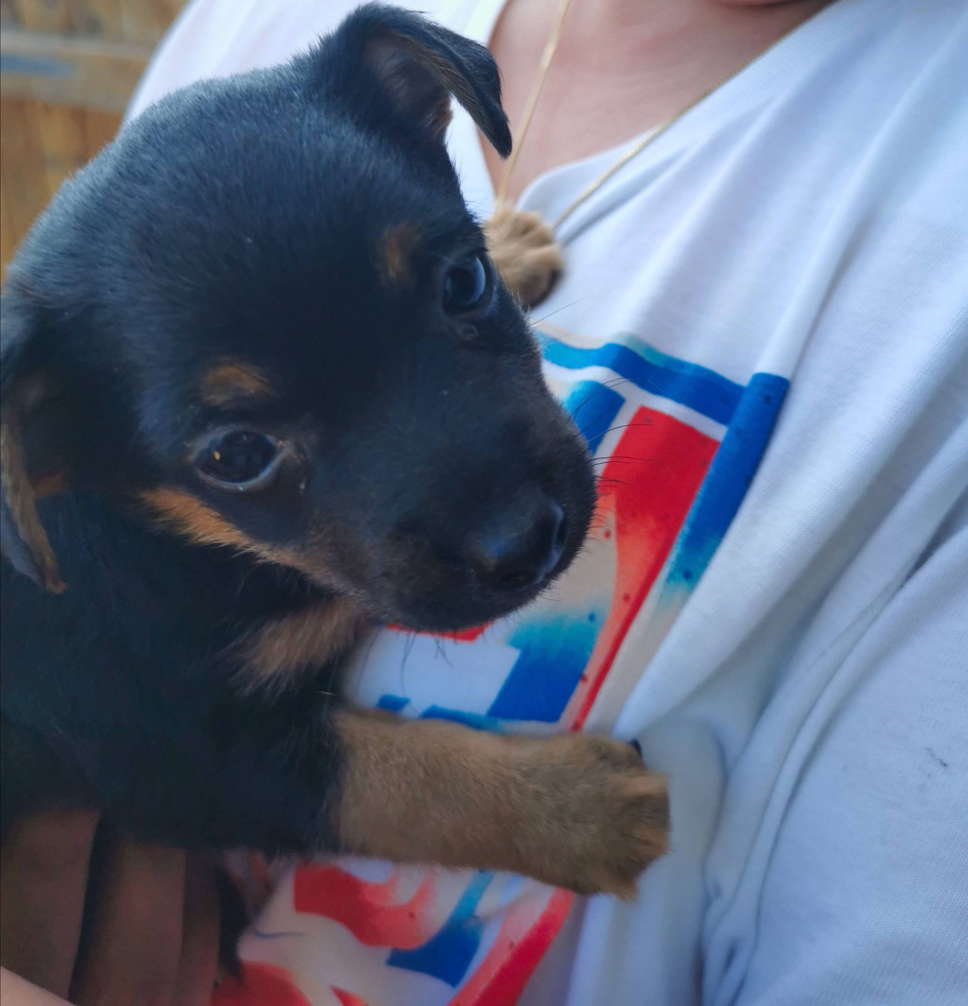 Onyx a rejoint le concours — aidez-le/la à gagner de superbes lots ! australian_kelpie, black_and_tan_terrier, canidae, carnivore, companion_dog, dog, dog_breed, feist, jagdterrier, mammal, puppy, rare_breed_dog, rat_terrier, snout, tenterfield_terrier, toy_manchester_terrier, vertebrate