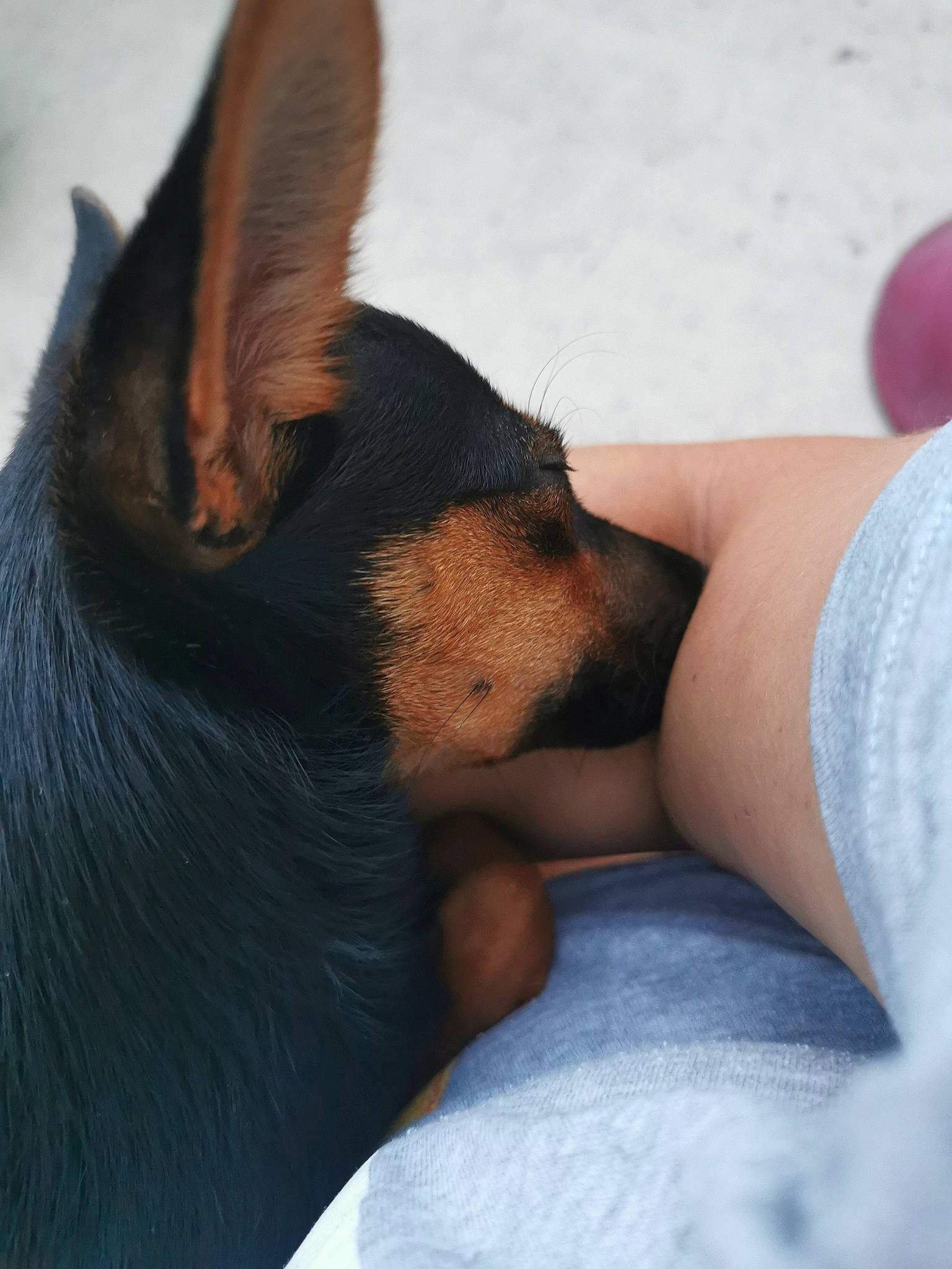 Onyx participe au concours pour gagner de l'argent avec cette photo : canidae, carnivore, companion_dog, dog, dog_breed, ear, english_toy_terrier, german_pinscher, guard_dog, lancashire_heeler, mammal, miniature_pinscher, nose, pinscher, prazsky_krysarik, puppy, russkiy_toy, skin, snout, toy_manchester_terrier