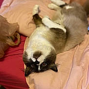 Mako is registered to the contest to win money with this photo: cat, pet, feline, bed, blanket, bedding, pink, fur, brown, white, face, eyes, whiskers, paws, lying_down, upside_down, indoors, plastic_bag, close_up, relaxed