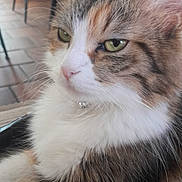 Cookis participe au concours pour gagner de l'argent avec cette photo : cat, close_up, fluffy, green_eyes, indoor, calm, regal, whiskers, fur, pet, animal, domestic_cat, tabby, seated, feline, background_blur, collar, ear, portrait, household