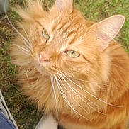 Gilber participe au concours pour gagner de l'argent avec cette photo : cat, orange_cat, green_eyes, fluffy, whiskers, outdoor, grass, animal, pet, feline, close_up, curious, sitting, nature, fur, domestic_cat, relaxed, daylight, chair_leg, blue_fabric