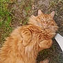 Gilber participe au concours pour gagner de l'argent avec cette photo : cat, ginger_cat, fluffy, outdoor, grass, dirt, relaxed, pet, animal, fur, whiskers, tail, paws, nature, sunlight, laying_down, domestic_cat, mammal, greenery, chair_leg
