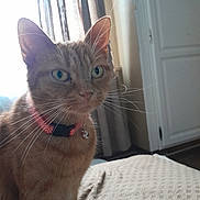 Caline participe au concours pour gagner de l'argent avec cette photo : cat, orange_tabby, collar, bell, indoor, curtains, window, door, blanket, feline, pet, whiskers, green_eyes, fur, domestic_cat, animal, cozy, home, sitting, curious