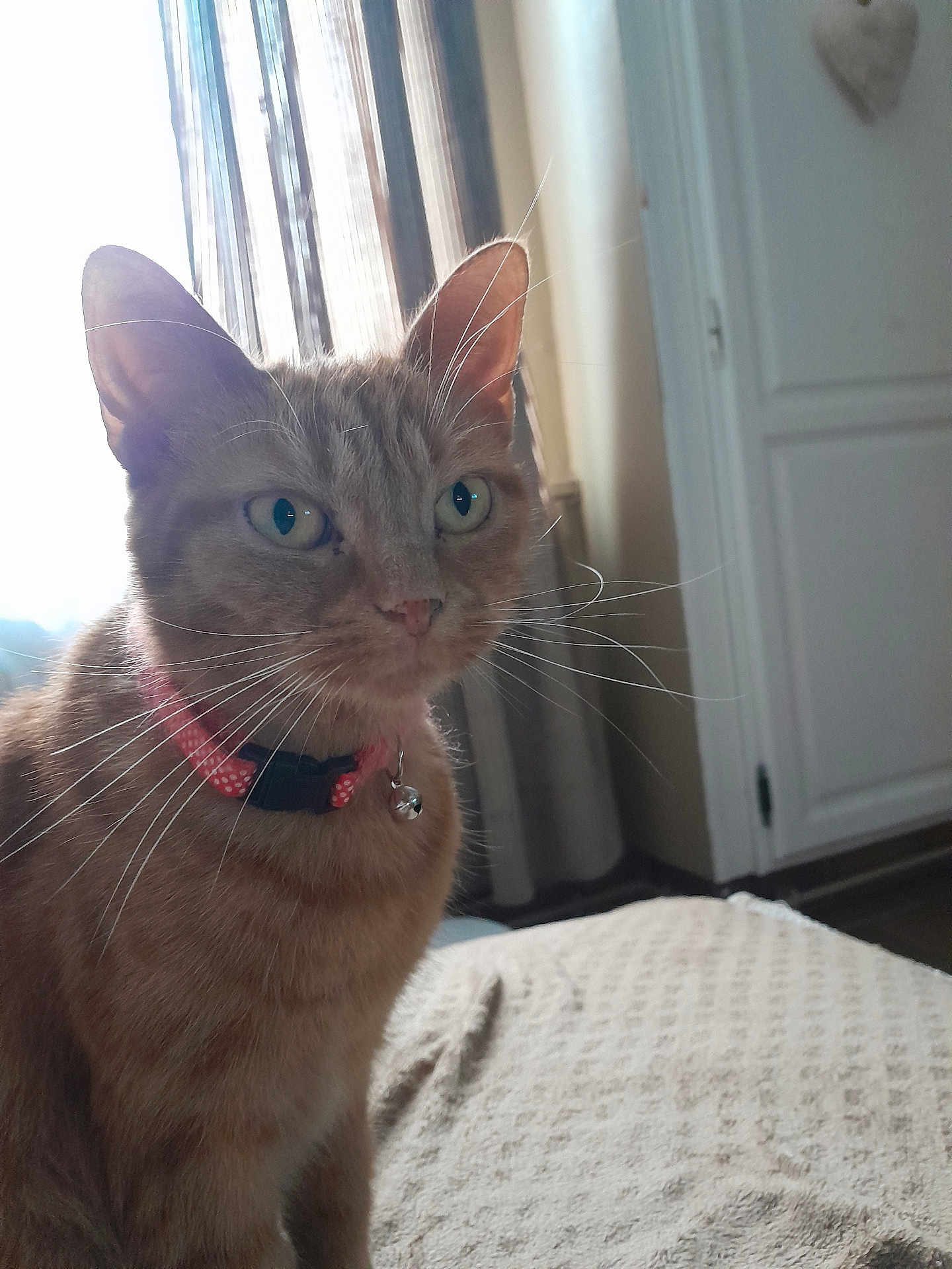 Caline participe au concours pour gagner de l'argent avec cette photo : cat, orange_tabby, collar, bell, indoor, curtains, window, door, blanket, feline, pet, whiskers, green_eyes, fur, domestic_cat, animal, cozy, home, sitting, curious