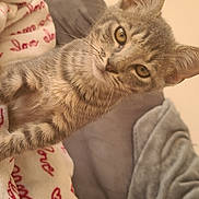 Moustic participe au concours pour gagner de l'argent avec cette photo : animal, blanket, cat, close_up, cozy, curious, cushion, cute, domestic, ears, eyes, fur, indoor, kitten, pet, resting, soft, tabby, whiskers, young