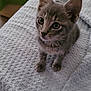 Moustic participe au concours pour gagner de l'argent avec cette photo : animal, blanket, cat, curious, cute, domestic_cat, ears, feline, fur, gray_cat, indoor, kitten, looking_up, pet, resting, small, soft, texture, whiskers, young