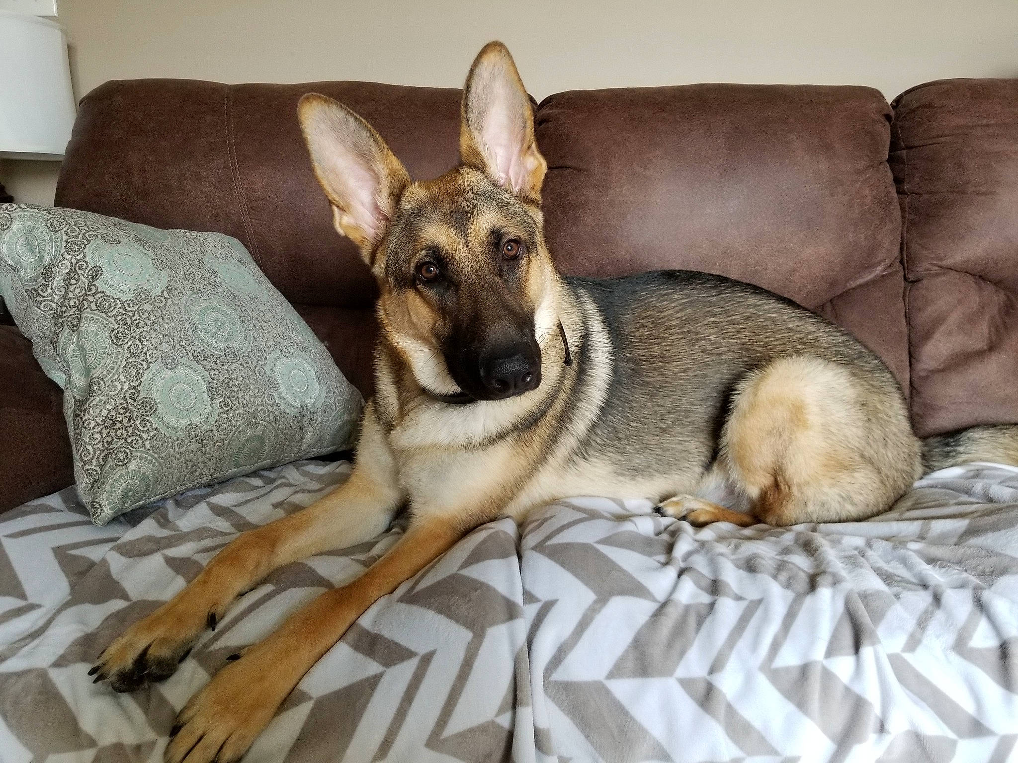 Axel is registered to the contest to win money with this photo: belgian_shepherd_malinois, canidae, carnivore, czechoslovakian_wolfdog, dog, dog_breed, east_european_shepherd, fawn, german_shepherd_dog, king_shepherd, kunming_wolfdog, mammal, norwegian_elkhound, old_german_shepherd_dog, paw, shiloh_shepherd_dog, snout, vertebrate, wolfdog