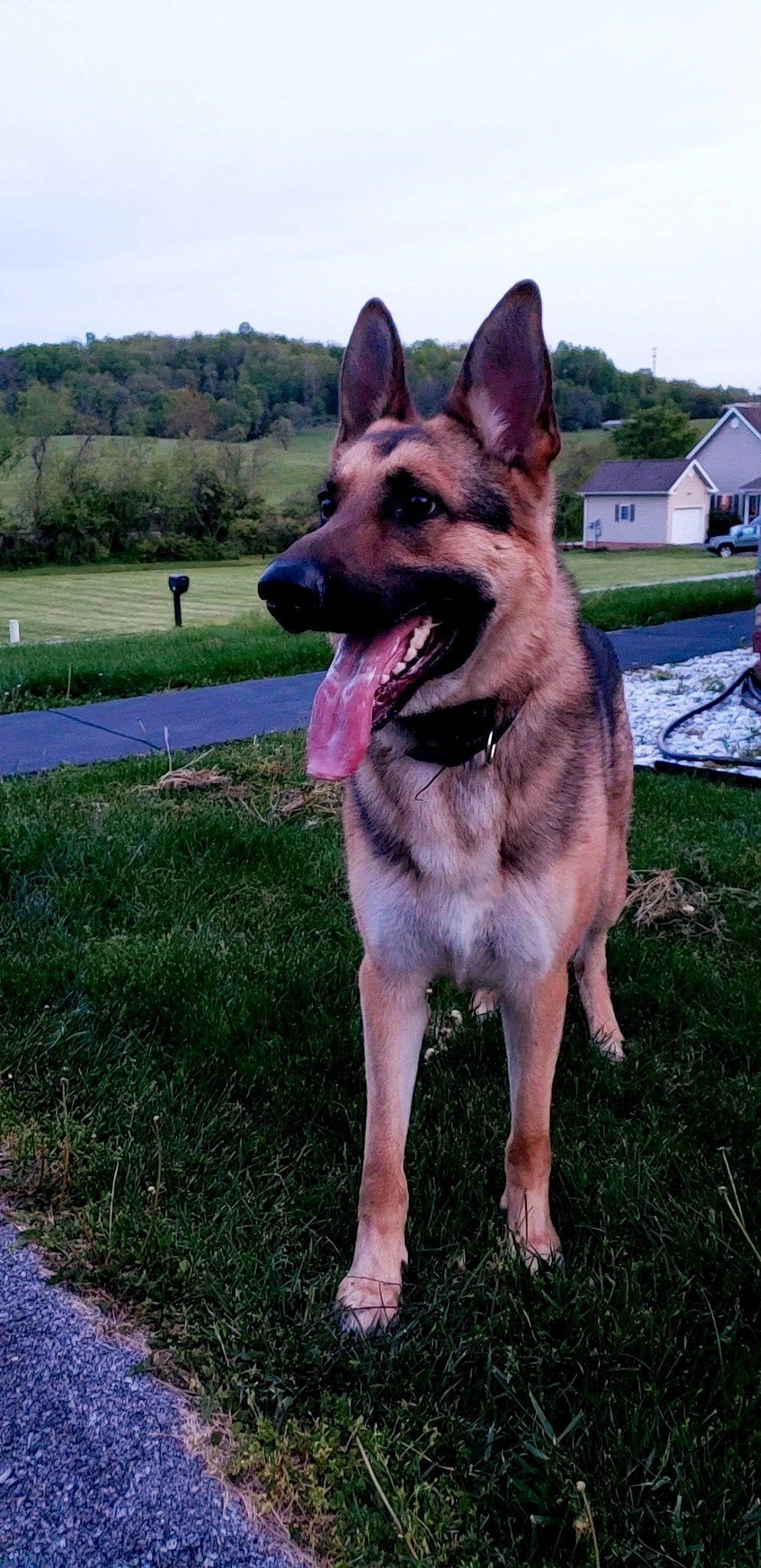 Axel joined the competition — help win amazing prizes! belgian_shepherd_malinois, canidae, carnivore, czechoslovakian_wolfdog, dog, dog_breed, east_european_shepherd, fawn, german_shepherd_dog, king_shepherd, kunming_wolfdog, mammal, norwegian_elkhound, old_german_shepherd_dog, police_dog, rare_breed_dog, saarloos_wolfdog, shiloh_shepherd_dog, vertebrate, working_dog
