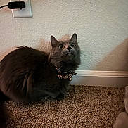 Skittles joined the competition — help win amazing prizes! cat, gray_cat, fluffy, bow_tie, collar, carpet, wall, electrical_outlet, indoor, pet, curious, wide_eyes, feline, animal, cute, looking_up, home, domestic, alert, mammal