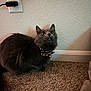 cat, gray_cat, fluffy, bow_tie, collar, carpet, wall, electrical_outlet, indoor, pet, curious, wide_eyes, feline, animal, cute, looking_up, home, domestic, alert, mammal