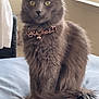 cat, gray_cat, fluffy_fur, bow_tie, bell, bed, indoor, window, curious, pet, animal, feline, sitting, domestic, soft_light, cozy, leopard_print, whiskers, tail, ears