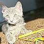 Biggie joined the competition — help win amazing prizes! cat, kitten, gray_tabby, carpet, sunlight, green_eyes, playful, pet, domestic_animal, fur, whiskers, toy, ribbon, indoor, closeup, young, cute, relaxed, paw, animal