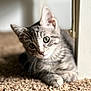 cat, kitten, tabby, carpet, indoor, pet, cute, fur, whiskers, animal, curious, relaxed, light, shadow, closeup, young, mammal, domestic, feline, soft