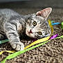 Biggie is registered to the contest to win money with this photo: cat, kitten, grey_tabby, carpet, ribbons, playful, paw, closeup, indoor, pet, fur, whiskers, curious, eyes, texture, relaxed, cute, animal, young, soft