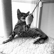Biggie joined the competition — help win amazing prizes! kitten, cat, pet, playing, toy, cat_tree, paw, striped, feline, indoor, blanket, cozy, resting, texture, black_and_white, fur, whiskers, cute, animal, young