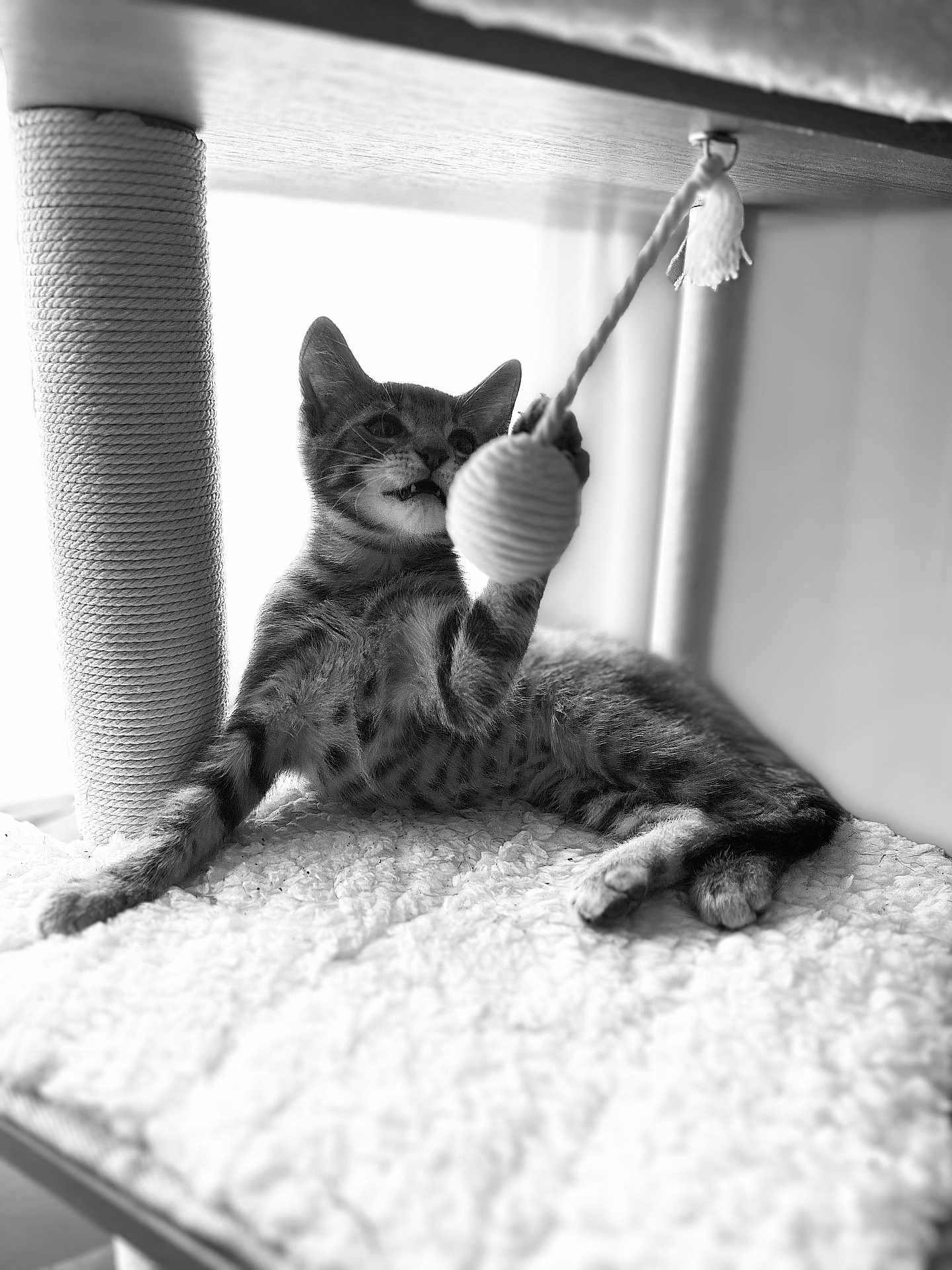 Biggie joined the competition — help win amazing prizes! kitten, cat, pet, playing, toy, cat_tree, paw, striped, feline, indoor, blanket, cozy, resting, texture, black_and_white, fur, whiskers, cute, animal, young