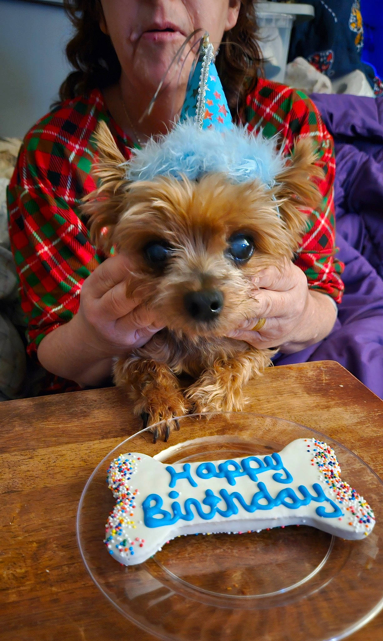 Scotty Stevens joined the competition — help win amazing prizes! birthday_cake, carnivore, companion_dog, dessert, dog, dog_breed, dog_supply, event, fashion_accessory, fawn, food, ingredient, liver, plaid, snout, tartan, terrier, toy_dog, working_animal, yorkipoo
