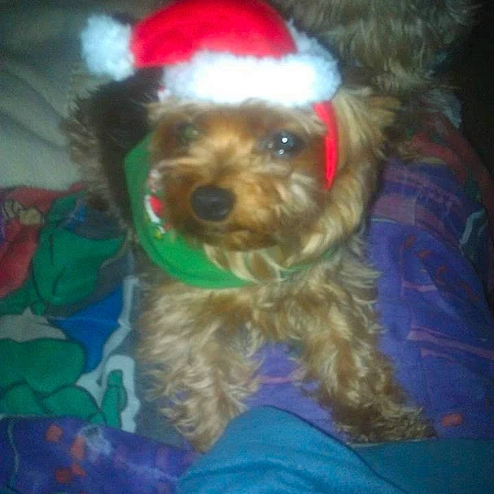 Scotty Stevens is registered to the contest to win money with this photo: canidae, carnivore, companion_dog, dog, dog_breed, dog_collar, dog_supply, electric_blue, event, fictional_character, fur, hat, holiday, liver, maltepoo, santa_claus, small_terrier, sporting_group, terrier, toy_dog
