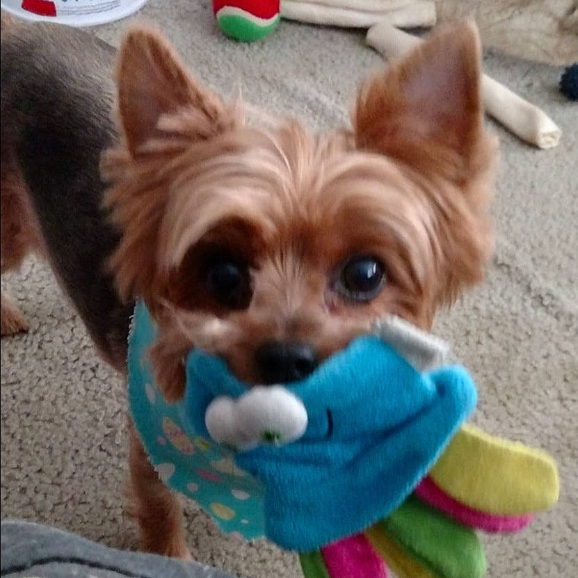 Scotty Stevens is registered to the contest to win money with this photo: canidae, carnivore, chihuahua, companion_dog, dog, dog_breed, dog_supply, ear, electric_blue, fawn, fur, green, liver, snout, sporting_group, terrestrial_animal, toy_dog, whiskers, wood, working_animal