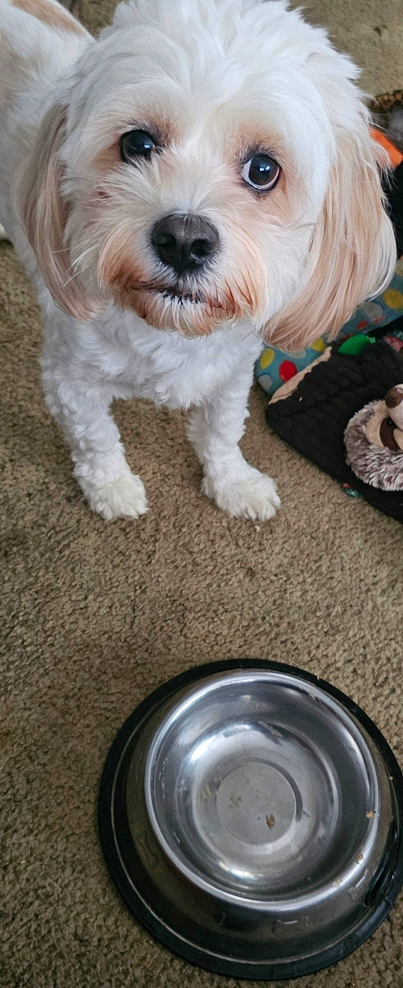 Lorenzo is registered to the contest to win money with this photo: alloywheel, animal, bowl, canine, car, carwheel, dog, hound, indoors, machine, pet, poodle, puppy, spoke, terrier, tire, transportation, vehicle, wheel, whitedog