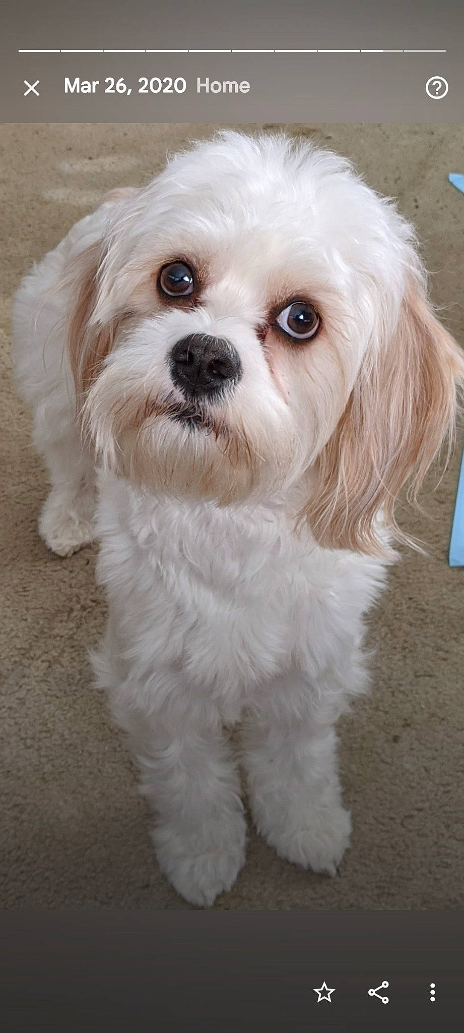 Lorenzo is registered to the contest to win money with this photo: canidae, carnivore, companion_dog, dog, dog_breed, dog_supply, fur, grass, hair, mal_shi, maltepoo, non_sporting_group, puppy, small_terrier, snout, sporting_group, terrier, toy_dog, whiskers, working_animal