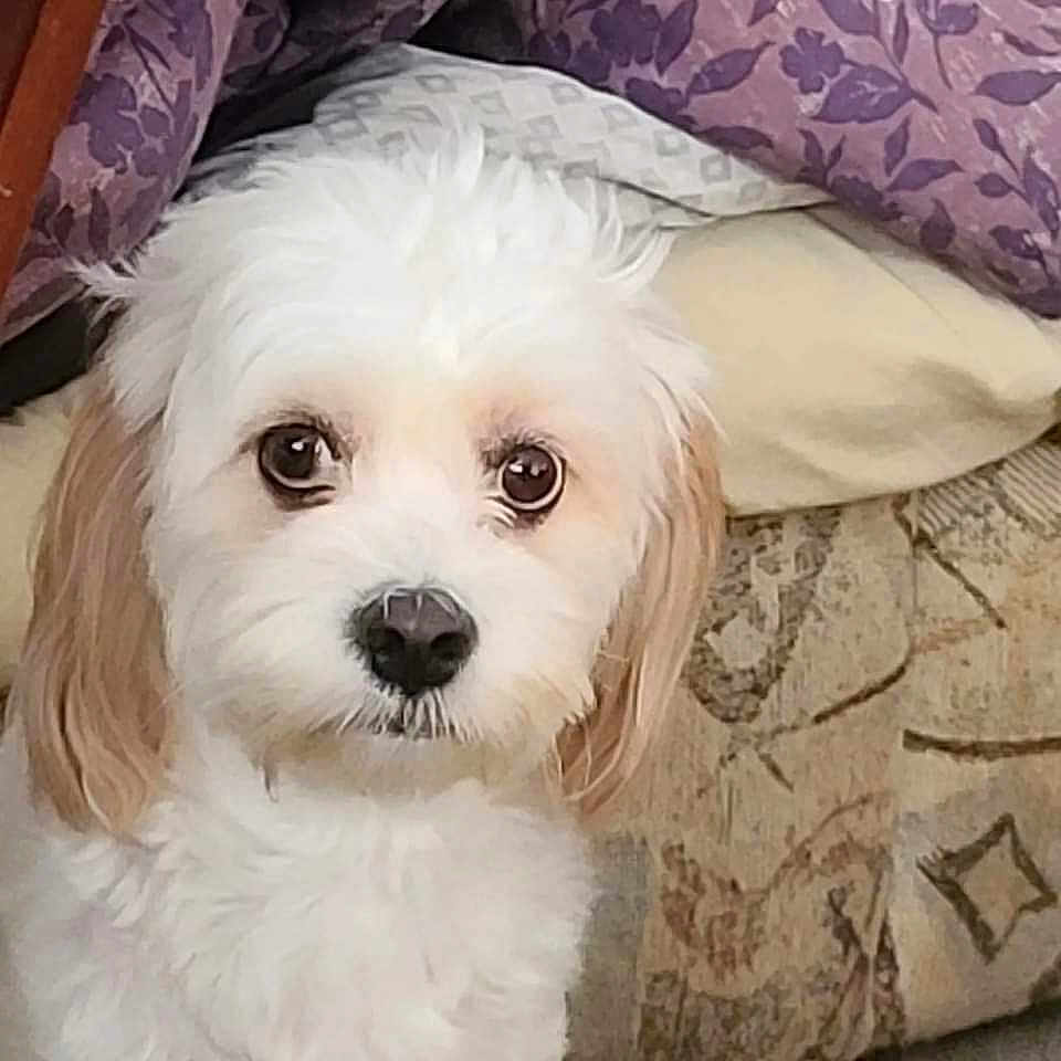 Lorenzo joined the competition — help win amazing prizes! animal, blanket, canine, cockerspaniel, couch, cushion, dog, dogbed, eskimodog, furniture, homedecor, pet, pillow, poodle, puppy, snout, terrier, whitedog