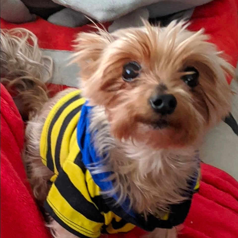 Tango joined the competition — help win amazing prizes! affenpinscher, animal, ball, blanket, canine, clothing, cockerspaniel, couch, dog, football, furniture, pet, poodle, puppy, soccer, soccerball, sport, terrier, vest, whitedog