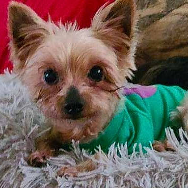 Tango is registered to the contest to win money with this photo: biewer_terrier, canidae, carnivore, companion_dog, dog, dog_breed, dog_supply, fawn, fur, grass, liver, pet_supply, small_terrier, snout, terrestrial_animal, terrestrial_plant, toy_dog, water_dog, working_animal, yorkipoo