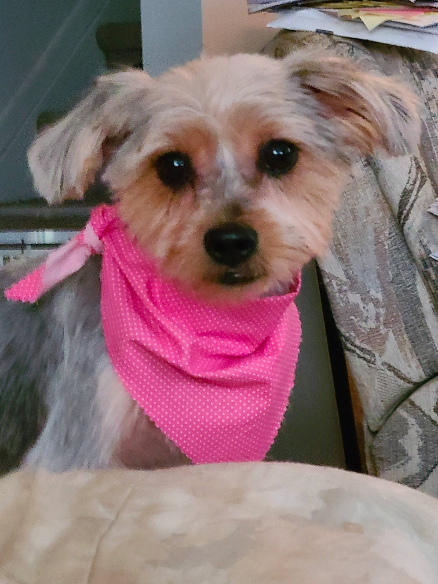 Summer Wind is registered to the contest to win money with this photo: canidae, carnivore, collar, companion_dog, dog, dog_breed, dog_clothes, dog_supply, eye, fawn, firefighter, fur, pet_supply, pink, small_terrier, snout, sporting_group, terrier, toy_dog, working_animal