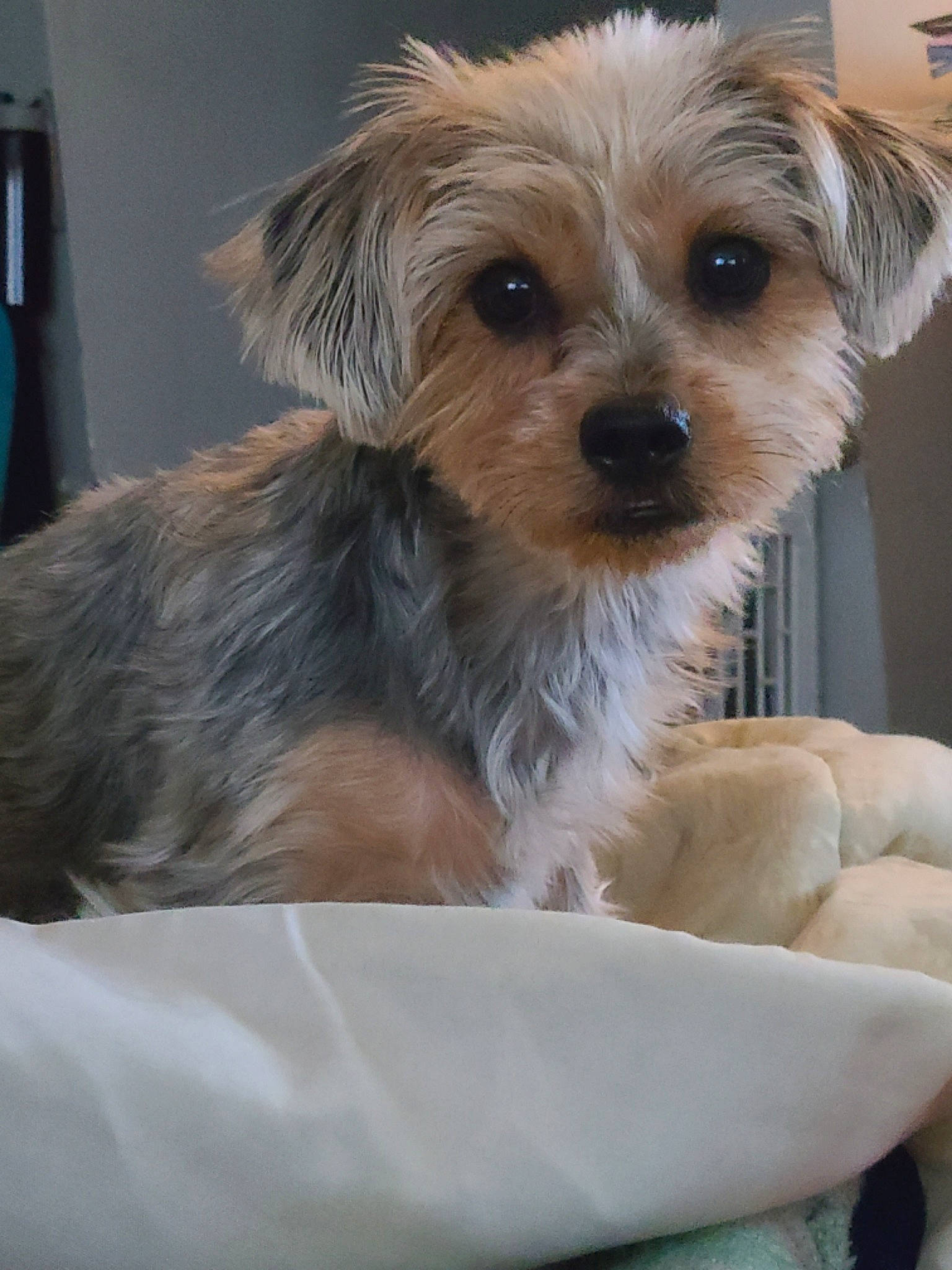 Summer Wind is registered to the contest to win money with this photo: biewer_terrier, carnivore, companion_dog, dog, dog_breed, dog_clothes, dog_supply, fur, non_sporting_group, poodle_crossbreed, puppy_love, small_terrier, snout, terrier, toy_dog, whiskers, working_animal, yorkipoo