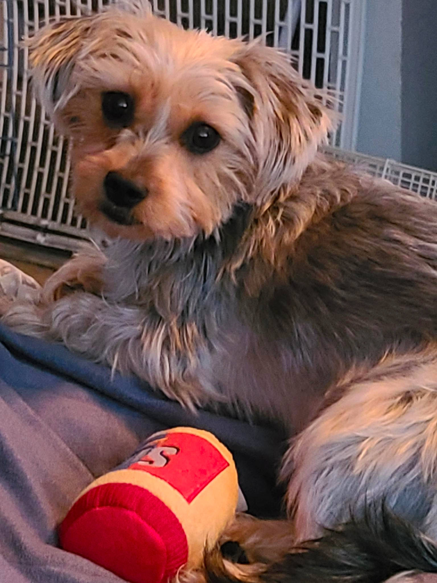 Summer Wind joined the competition — help win amazing prizes! biewer_terrier, canidae, carnivore, collar, companion_dog, dog, dog_breed, dog_clothes, dog_supply, fence, fur, liver, maltepoo, small_terrier, snout, sporting_group, terrier, toy_dog, working_animal, yorkipoo