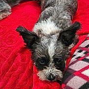 Toto Moose joined the competition — help win amazing prizes! animal, black_and_white, blanket, companion, cozy, cute, dog, domestic_animal, ears, fur, furry, indoors, looking_up, lying_down, pet, red_blanket, relaxing, resting, small_dog, snout