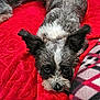 animal, black_and_white, blanket, companion, cozy, cute, dog, domestic_animal, ears, fur, furry, indoors, looking_up, lying_down, pet, red_blanket, relaxing, resting, small_dog, snout