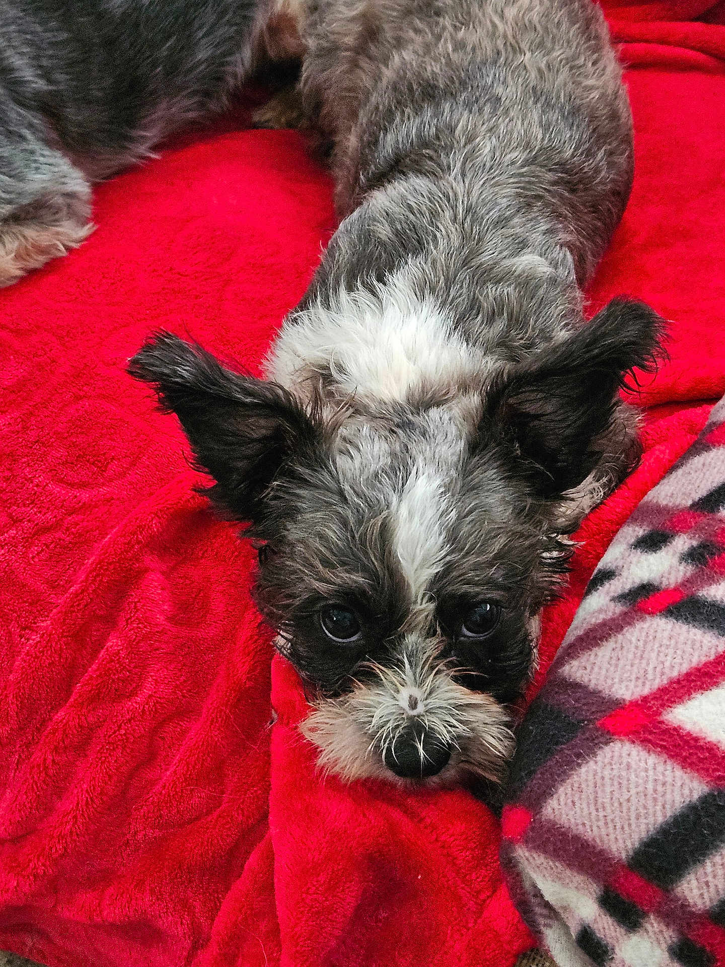 Toto Moose