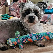 Toto Moose joined the competition — help win amazing prizes! bed, carpet, couch, dog, fluffy, furniture, gray, home, indoor, living_room, natural_light, person, pillow, plush_toy, quilt, relaxed, sock, toy, white, window