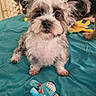 Toto Moose is registered to the contest to win money with this photo: animal, background, bed, blanket, blue, cozy, curly_fur, cute, dog, ears, face, fur, furniture, home, indoor, looking_up, pet, playful, small_dog, toy