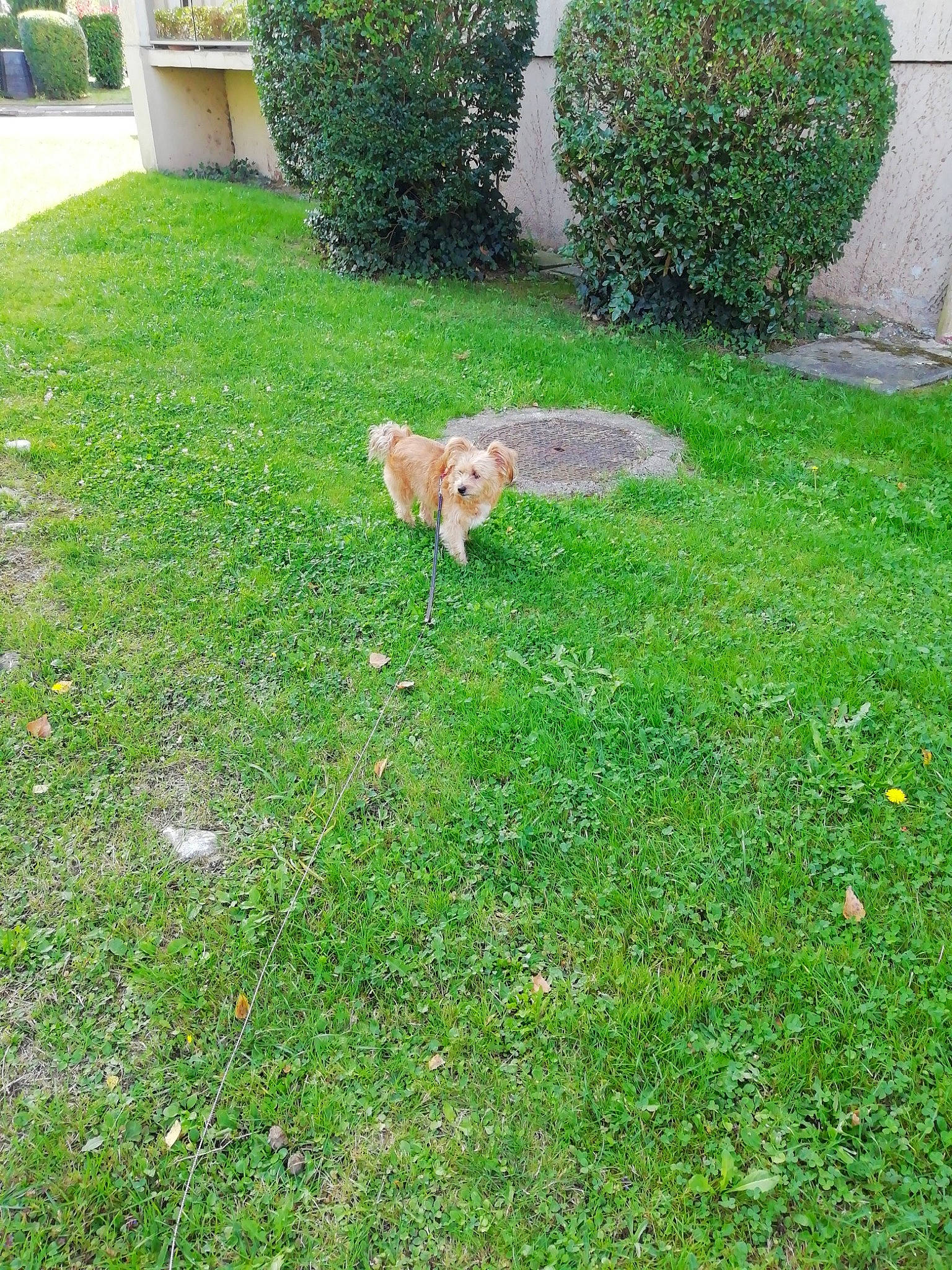 Mimi participe au concours pour gagner de l'argent avec cette photo : backyard, canidae, carnivore, companion_dog, dog, dog_breed, fawn, garden, grass, grass_family, groundcover, lawn, plant, shrub, sporting_group, tail, tree, yard