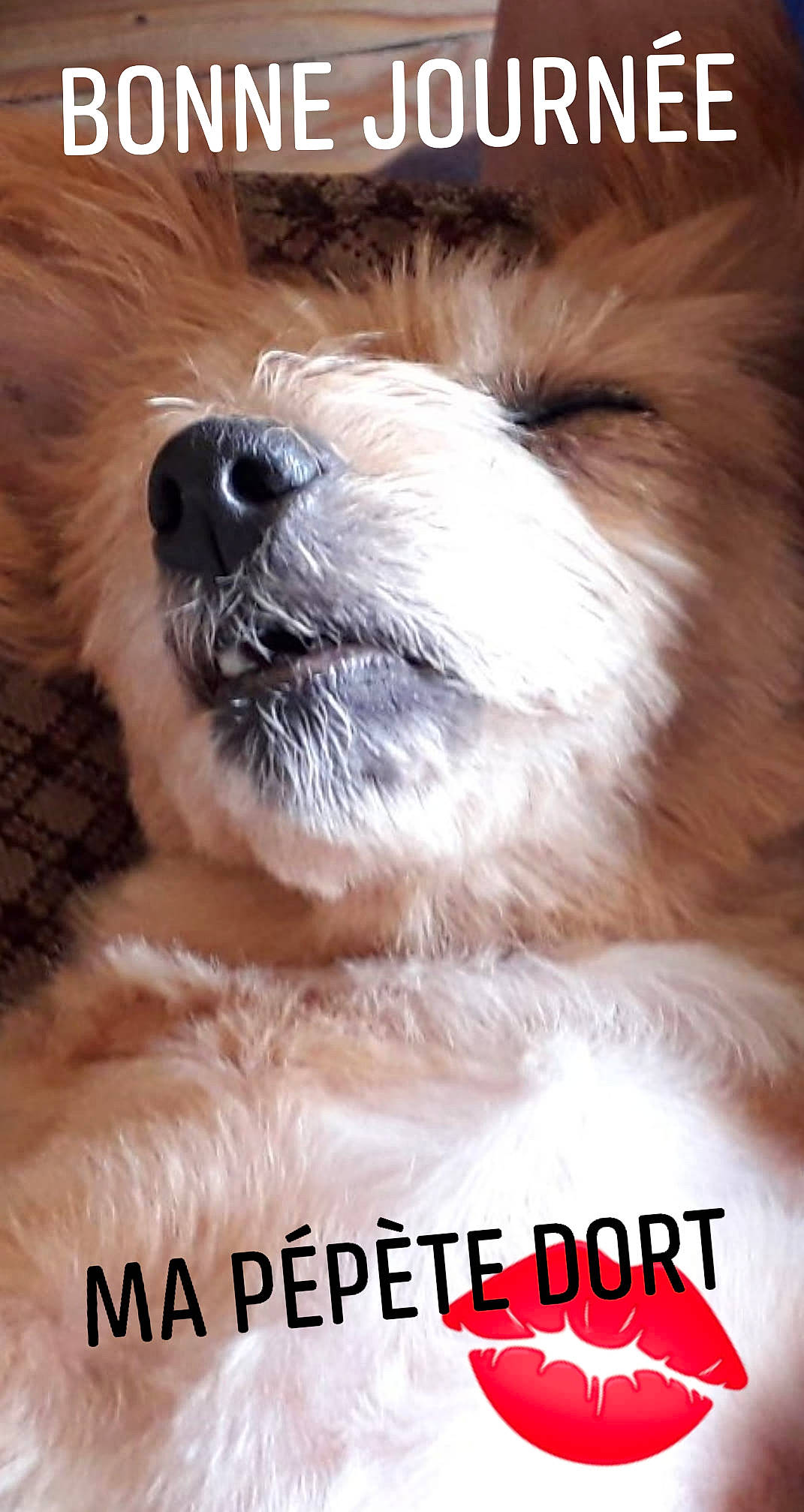 Mimi participe au concours pour gagner de l'argent avec cette photo : canidae, carnivore, cavachon, cavapoo, companion_dog, dog, dog_breed, havanese, lhasa_apso, maltese, morkie, photo_caption, puppy, puppy_love, rare_breed_dog, schnoodle, shih_tzu, snout, toy_dog