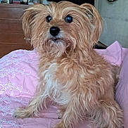 Mimi a rejoint le concours — aidez-le/la à gagner de superbes lots ! dog, small_dog, pet, bed, pink_bedspread, embroidered, fur, indoor, cozy, wooden_dresser, clock, decor, brown, curly_fur, attentive, cute, animal, companion, portrait, resting