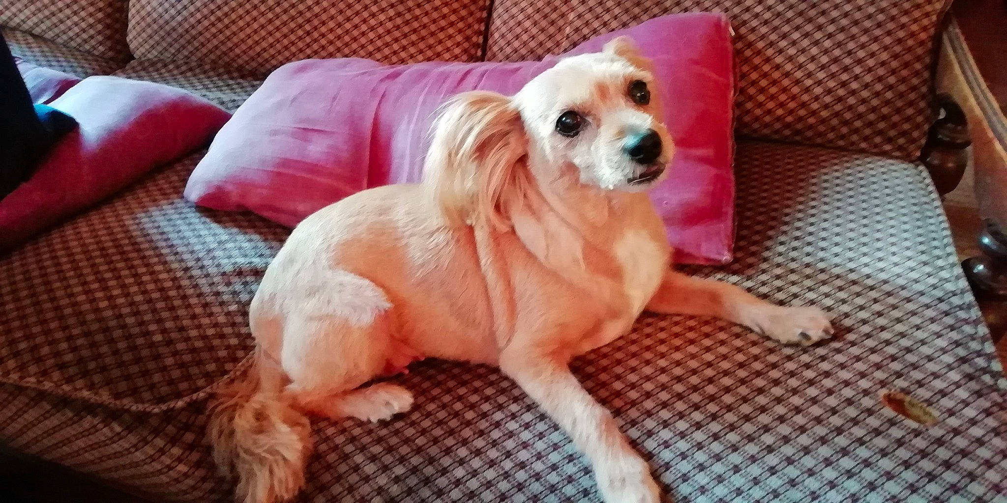 Mimi a rejoint le concours — aidez-le/la à gagner de superbes lots ! canidae, carnivore, companion_dog, dog, dog_breed, dog_supply, fawn, foot, fur, non_sporting_group, paw, peach, pet_supply, pink, puppy, skin, snout, sporting_group, toy_dog, working_animal