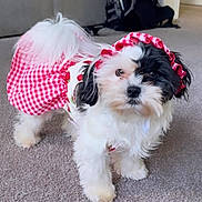 Luna joined the competition — help win amazing prizes! dog, shih_tzu, small_dog, pet, puppy, long_hair, black_and_white, fluffy, cute, costume, dress, bonnet, gingham, red, white, indoor, carpet, living_room, portrait, sitting