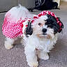 dog, shih_tzu, small_dog, pet, puppy, long_hair, black_and_white, fluffy, cute, costume, dress, bonnet, gingham, red, white, indoor, carpet, living_room, portrait, sitting