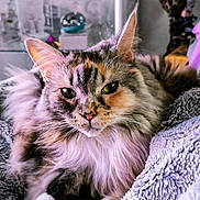 Orphée participe au concours pour gagner de l'argent avec cette photo : cat, calico_cat, fluffy, longhaired, green_eyes, whiskers, ears, fur, pet, animal, portrait, close_up, lying_down, blanket, cozy, indoors, home, relaxed, cuddly, photography
