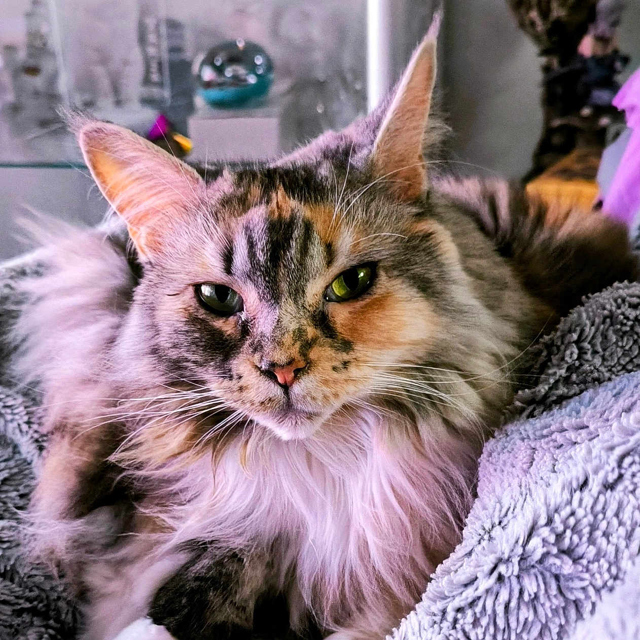Orphée