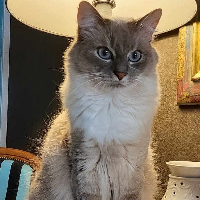 Tarja participe au concours pour gagner de l'argent avec cette photo : cat, fluffy, lamp, indoor, table, furniture, blue_eyes, sitting, portrait, cozy, warm_light, decor, household, wood_surface, pet, animal, feline, domestic_cat, calm, cute