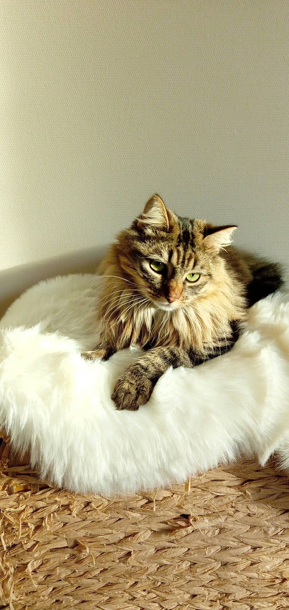 Suki a rejoint le concours — aidez-le/la à gagner de superbes lots ! carnivore, cat, claw, comfort, fang, fawn, felidae, foot, fur, maine_coon, paw, sand, sitting, small_to_medium_sized_cats, snout, tail, terrestrial_animal, whiskers