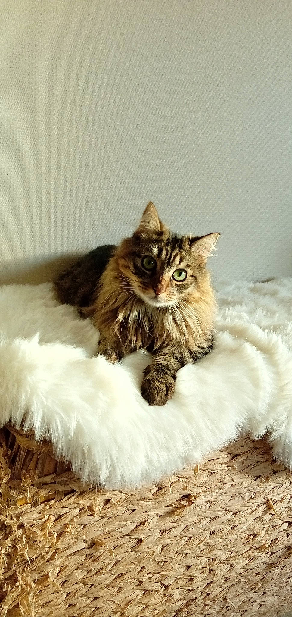 Suki a rejoint le concours — aidez-le/la à gagner de superbes lots ! carnivore, cat, claw, comfort, eye, fawn, felidae, fur, grey, iris, maine_coon, paw, sitting, small_to_medium_sized_cats, snout, tail, terrestrial_animal, vertebrate, whiskers, wood