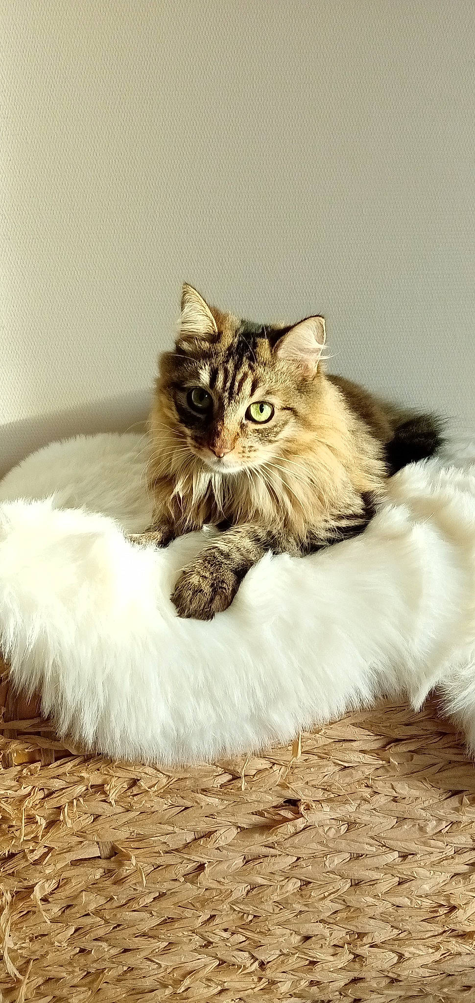 Suki a rejoint le concours — aidez-le/la à gagner de superbes lots ! british_longhair, carnivore, cat, claw, comfort, fang, fawn, felidae, fur, maine_coon, paw, plant, sitting, small_to_medium_sized_cats, snout, tail, terrestrial_animal, whiskers, wildlife