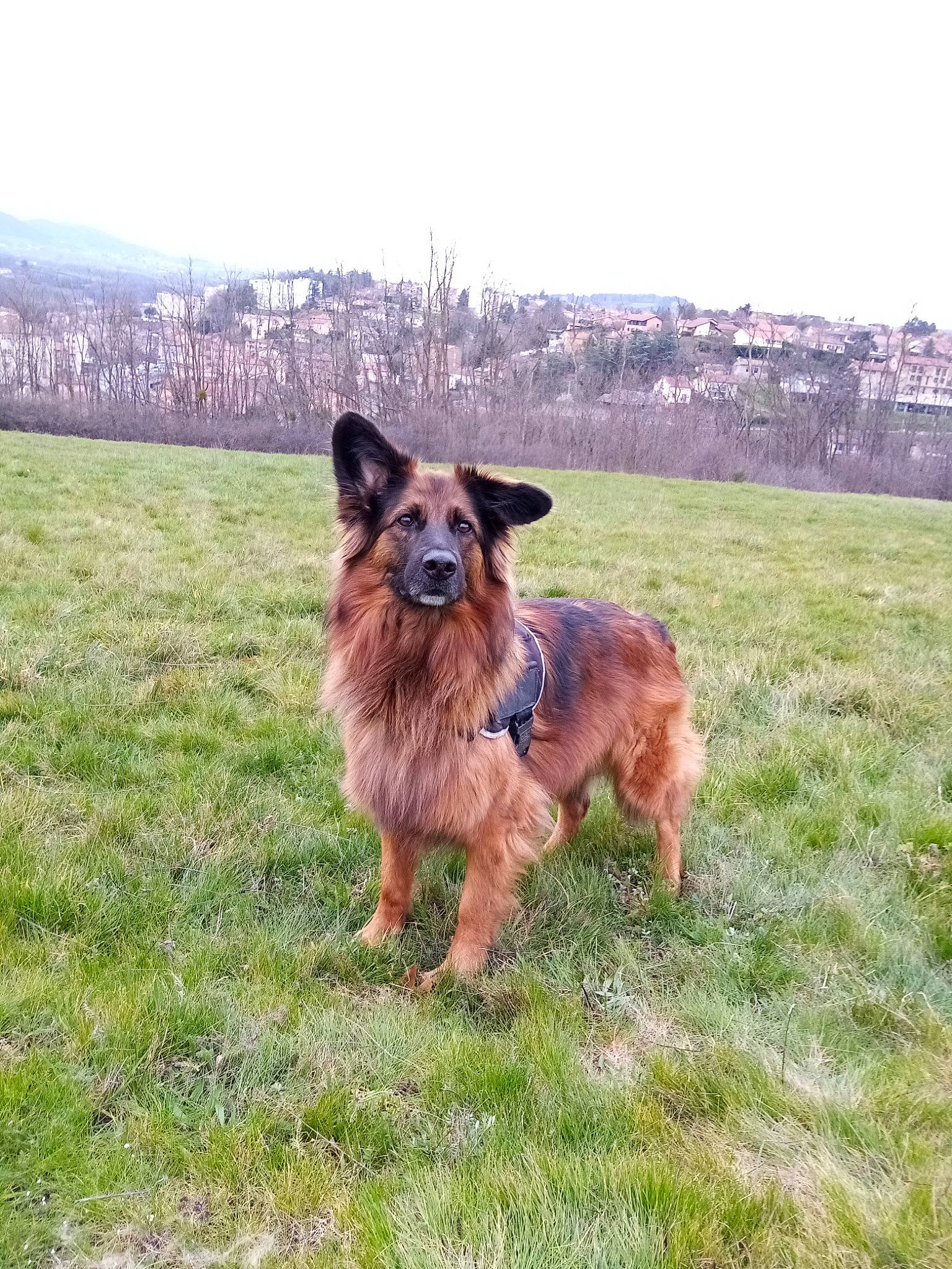 Lipton participe au concours pour gagner de l'argent avec cette photo : canidae, carnivore, companion_dog, dog, dog_breed, grass, grassland, herding_dog, liver, pasture, plant, recreation, sky, sporting_group, working_animal, working_dog