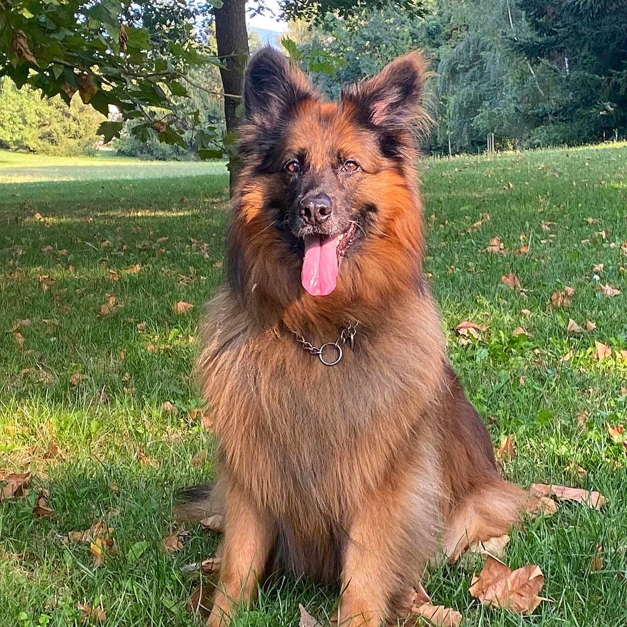 Lipton a rejoint le concours — aidez-le/la à gagner de superbes lots ! animal, ball, basketball, basketballball, bodypart, canine, dog, germanshepherd, grass, mouth, nature, outdoors, park, person, pet, plant, puppy, tree, vegetation, yard